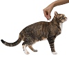 ПРОФЕНДЕР капли на холку от гельминтов для кошек весом от 2,5 до 5кг, 2 пипетки, ELANCO Profender