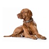 Ошейник для собак ХАНТЕР Традишн 55, 39мм/41-49см, рыжий, натуральная кожа, фетр, 47387, HUNTER TRADITION