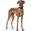 Ошейник для собак с расширением ХАНТЕР Супер Софт 47, 65мм/37-43см, темно-коричневый, натуральная кожа, 62508, HUNTER SUPER SOFT