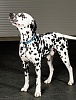 Ошейник для собак светоотражающий, с силиконовой защитой крепления, размер L, синий, нейлон, DCC-3670.WPA/BL, JAPAN PREMIUM PET