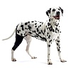 Протектор ПРАВОГО коленного сустава собаки, размер M, для собак весом 22-30кг, 279854, KRUUSE Rehab Knee Protector