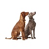 Ошейник для собак ХАНТЕР Люка 55, 34мм/36-46см, рыжий/горчичный, натуральная кожа наппа, 66741, HUNTER LUCCA
