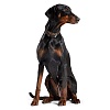 Ошейник для собак Хантер КАНАДИАН 65, 35мм/50-56см, черный/рыжий, натуральная кожа лося, 42784, HUNTER Canadian