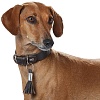 Ошейник для собак с расширением ХАНТЕР Ром 42, 60мм/33-39см, темно-коричневый, натуральная кожа, 62515, HUNTER ROM