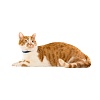 Биафар ошейник для кошек от блох и клещей, синий, 35см, BEAPHAR Flea & Tick Collar for Cat 