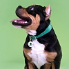 Ошейник для собак с QR-адресником, 10мм/20-24см, зеленый, натуральная кожа, MKR174577, MR.KRANCH