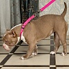 Ошейник-полуудавка (мартингейл) для собак, с водоотталкивающей пропиткой, размер M, розовый, OCC-19.WP/PK, JAPAN PREMIUM PET