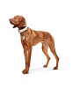 Ошейник для собак ХАНТЕР Канны 70, 28мм/54-62см, кремовый, натуральная кожа наппа, 63783, HUNTER CANNES