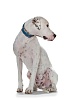 Ошейник для собак ХАНТЕР Канадиан 65, 35мм/50-56см, бирюзовый/бежевый, натуральная кожа лося, 62470, HUNTER CANADIAN