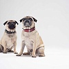 Ошейник для собак ХАНТЕР Блек Лейбл Мунлайт 37, 26мм/30-34,5см, бордовый, натуральная кожа, фурнитура под никель, 48154, HUNTER BLACK LABEL MOONLIGHT