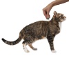 ПРОФЕНДЕР капли на холку от гельминтов для кошек весом от 0,5 до 2,5кг, 2 пипетки, ELANCO Profender