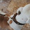 Ошейник для собак ХАНТЕР Тара 55, 40мм/40-48см, темно-коричневый/рыжий, натуральная кожа, 65688, HUNTER TARA
