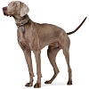Ошейник для собак ХАНТЕР Люка 50, 28мм/35-42см, серо-коричневый/серый, натуральная кожа наппа, 66721, HUNTER LUCCA