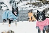 Попона утепленная для собак Хуртта ЭКСПЕДИШН ПАРКА 65, длина спины 65см, объем груди 55-100см, оранжевая, полиэстер, 933748, HURTTA Expedition Parka