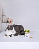 БАРС ФОРТЕ капли инсектоакарицидные для котят, упаковка 3 пипетки, АВЗ