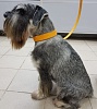 Ошейник для собак ХАНТЕР Вальгау 60, 35мм/46-52см, оранжевый, натуральная кожа наппа, 63510, HUNTER WALLGAU