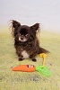 Игрушка для собак МОРКОВЬ с веревкой, 45см, латекс/хлопок, FL521916, FLAMINGO