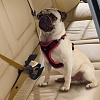  Ремень безопасности в автомобиль, для собак, до45 кг, нейлон, черный, 75640017,  FERPLAST