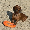 Игрушка для собак ДОГЛАЙК - КОЛЬЦО ВОСЬМИГРАННОЕ, Ø16,5см, оранжевое, D-5195, DOGLIKE Tug&Twist
