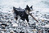 Попона-дождевик для Собак ХУРТТА РЕЙН БЛОКЕР 55см, черная, полиэстер, 933057, HURTTA RAIN BLOCKER