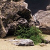 Грунт природный для аквариума ДЕННЕРЛИ МЕКОНГ, 0,1-1,4мм, белый, 2,5кг, Den-3257, DENNERLE
