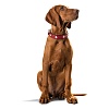Ошейник для собак Хантер СВИСС 65, 39мм/51-58см, красный/черный, натуральная кожа, 41869, HUNTER Swiss