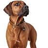 Ошейник для собак ХАНТЕР Тара 50, 35мм/35-43см, рыжий/темно-коричневый, натуральная кожа, 65677, HUNTER TARA