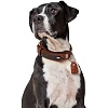 Ошейник для собак ХАНТЕР Коди Спешл размер M, 35мм/43-53см, рыжий/темно-коричневый, натуральная кожа, 65257, HUNTER CODY SPECIAL