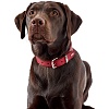 Ошейник для собак ХАНТЕР Бейсик 60, 39мм/47-54см, красный/черный, натуральная кожа, 46949, HUNTER BASIC