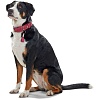 Ошейник для собак ХАНТЕР Канны 70, 35мм/54-62см, бордовый, натуральная кожа наппа, 63315, HUNTER CANNES