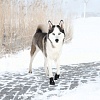 Ботинки для собак ВОЛКЕР АКТИВ, размер M-L (Далматин), подошва до 6см, в упаковке 2шт, ТПР, полиэстер, TRIXIE