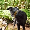 Ошейник для собак ХАНТЕР Тара 50, 35мм/35-43см, рыжий/темно-коричневый, натуральная кожа, 65677, HUNTER TARA