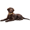 Ошейник для собак ХАНТЕР Капри Перл АЛЮ-Стронг L, 25мм/45-65см, желтый, натуральная кожа наппа, 63412, HUNTER CAPRI PEARL ALU-STRONG