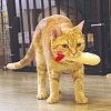Игрушка для кошек КРЕВЕТКА для чистки зубов, с мататаби, хлопок, 84552, CATTYMAN