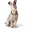 Ошейник для собак ХАНТЕР Осс 10мм/55см, нерегулируемый, коричневый, нейлон, 66454, HUNTER OSS