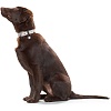 Ошейник для собак ХАНТЕР Лима 55, 28мм/42-48см, бежевый/коричневый, натуральная кожа, 63364, HUNTER LIMA