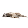 Ошейник для собак Хантер ПАЛЕРМО 65, 39мм/51-58,5см, темно-коричневый/черный, натуральная кожа, 44981, HUNTER Palermo