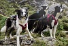 Шлейка для Собак ХУРТТА АКТИВ ХАРНЕСС, обхват груди 100-120см, вишневая, нейлон/неопрен, 932358, HURTTA ACTIVE HARNESS