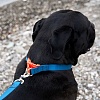 Ошейник для собак АНТИСРЫВ, размер S, 15мм, темно-синий, нейлон, SPWC-15.HD/NV, JAPAN PREMIUM PET