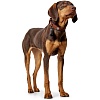 Ошейник для собак ХАНТЕР Коди 65, 35мм/50-56см, рыжий/темно-коричневый, натуральная кожа, 65256, HUNTER CODY