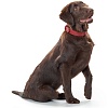 Ошейник для собак ХАНТЕР Манитоба 45, 28мм/33-39см, красный, натуральная кожа наппа, 63562, HUNTER MANITOBA