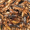 Кормовая смесь из насекомых консервированная, для рептилий, птиц, грызунов, 40г, 80124002, LAGUNA