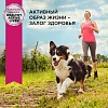 Эукануба сухой корм для собак мелких пород с птицей,   800г, EUKANUBA Adult Small Breed