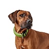 Ошейник для собак Хантер ХИЛО Варио Плюс L-XL 32мм/40-60см, зеленый, полиэстер, 66610, HUNTER Hilo Vario Plus