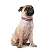 Ошейник для собак ХАНТЕР Роки Петит 30, 16мм/23-27см, фиолетовый/черный, натуральная кожа, 46478, HUNTER ROCKY PETIT