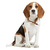 Ошейник-удавка для собак Хантер РАУНД-СОФТ ЭЛЬК, размер S-M, 10мм/40см, рыжий, кожа лося, 42003, HUNTER Round & Soft Elk 