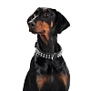 Ошейник для собак Хантер РЭМБО 60, 39мм/47-54см, черный, натуральная кожа, 20282, HUNTER Rambo