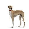 Ошейник для собак ХАНТЕР Вирджиния Роуз 65, 39мм/51-58,5см, рыжий/черный, натуральная кожа, 60321, HUNTER VIRGINIA ROSE