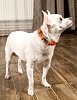Ошейник для собак с металлической пряжкой, размер S, 15мм/25-36, оранжевый, KCMC-15.HD/OR, JAPAN PREMIUM PET