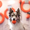 Игрушка для собак ДОГЛАЙК - МЯЧ средний, 8,5см, оранжевый, DM-7342, DOGLIKE